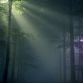 Immersion audio Forêt 🌲