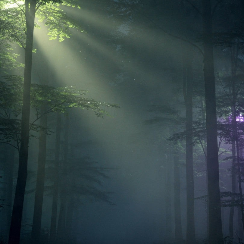 Immersion audio Forêt 🌲